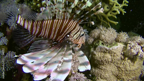 Night dive: Common Lionfish (Pterois volitans) slowly swims along the coral reef, close-up. Night shooting. photo