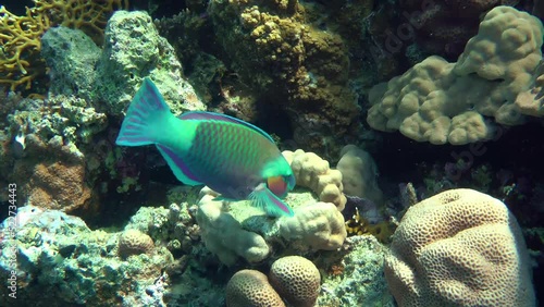 Bright male Heavybeak parrotfish (Chlorurus gibbus) bites hard corals with powerful teeth in search of food. photo