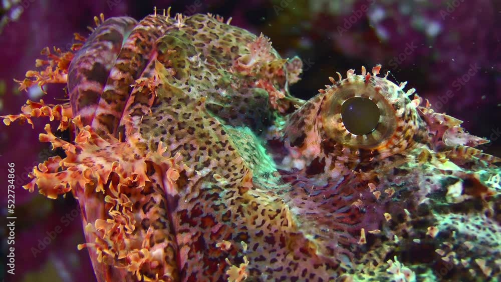 Tassled scorpionfish (Scorpaenopsis oxycephala) lies on a coral ledge, side view, portrait, detail. Close-up of a fish's eye. The sun's rays break through from above. Tassled scorpionfish (Scorpaenopsis oxycephala) lies on a coral ledge, side view, portrait, detail. Close-up of a fish's eye. The sun's rays break through from above.