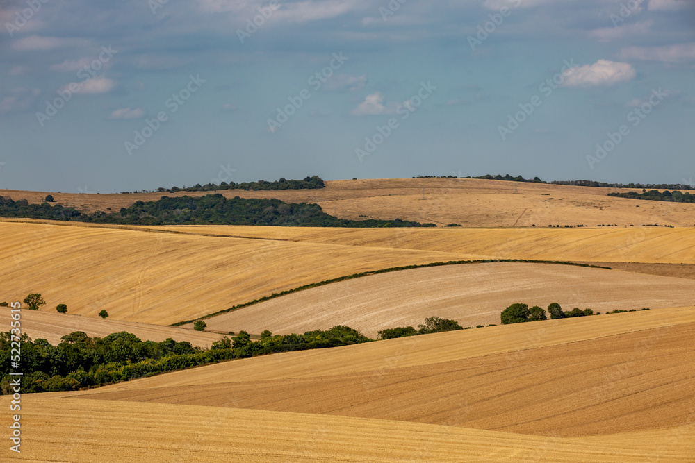 A rolling Sussex landscape on a summer's day, with golden fields of cereal crops
