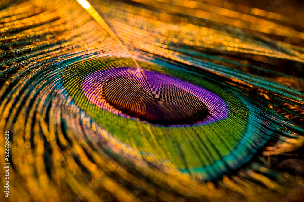 peacock feather close up, Peacock feather, Bird feather, Colorful feather,  Feather background, Bokeh, Bokeh background, light background, yellow  background, Macro, Backgrounds, wallpaper, backgrounds. Stock Photo | Adobe  Stock