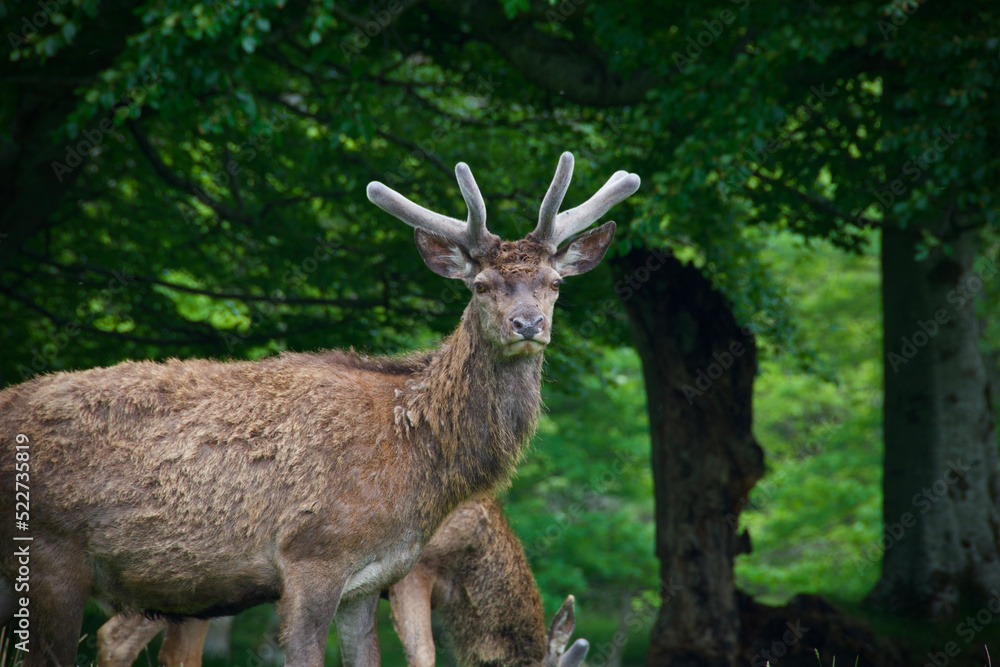 Wild Deer in the Forest Wild Deer in the Forest