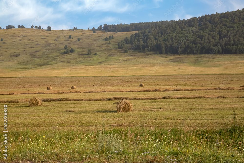 Hay balls on the field at the end of summer. Agriculture, farming.