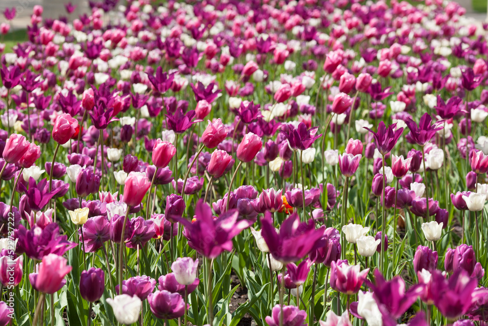 A Group of Tulips