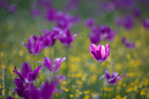 A Group of Tulips