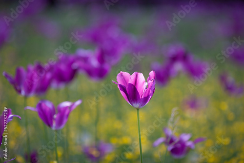 A Group of Tulips