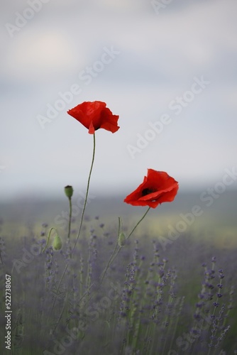 Red poppies in a lavender field against a blue sky. 
Red and purple flowers in the field.