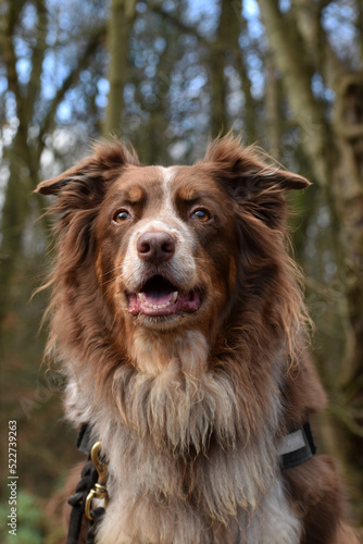 Brown Border Collie Dog Animal Pet Portrait 