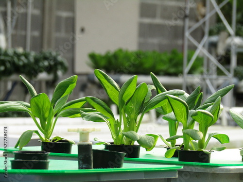 chili vegetable garden for hydroponics