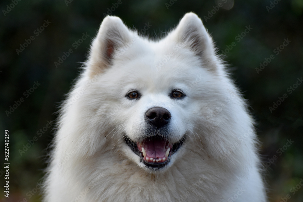 White Fluffy Akita Dog Animal Pet Portrait 