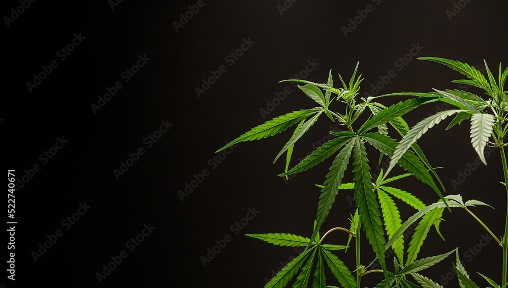 Naklejka premium Cannabis plant against a black background. Texture marijuana leaves