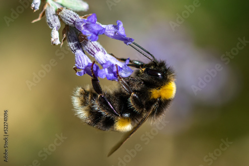 Close up of Bee on Lavender