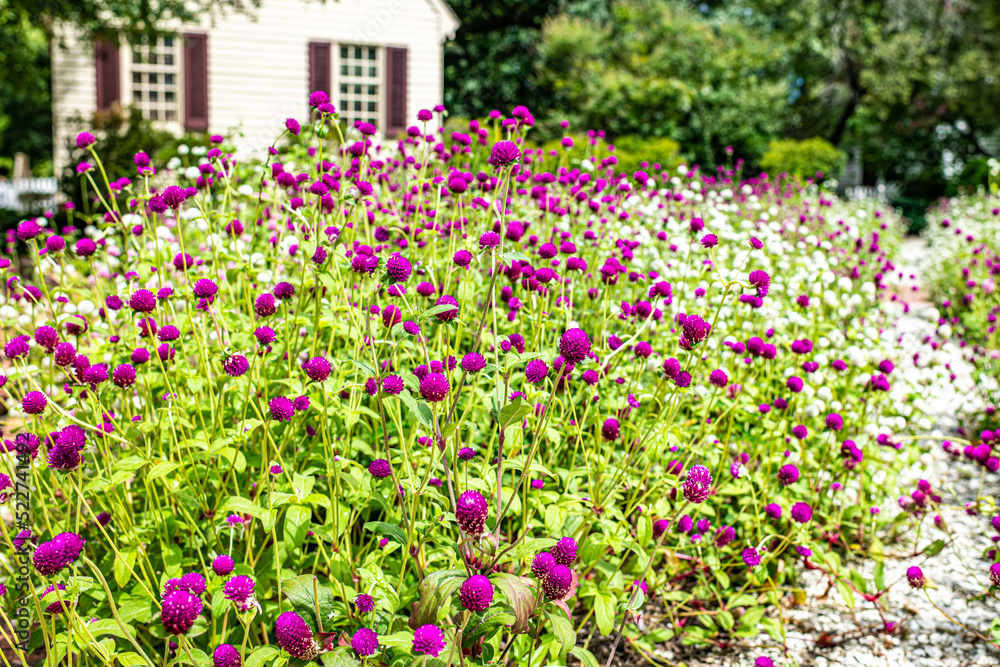field of flowers field of flowers