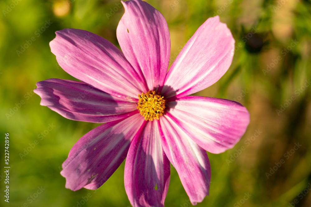 Delicate Cosmos flower in the garden. Stripped white and violet flowers with blurry background. Cosmos bipinnatus, garden cosmos, aster. Delicate Cosmos flower in the garden. Stripped white and violet flowers with blurry background. Cosmos bipinnatus, garden cosmos, aster.