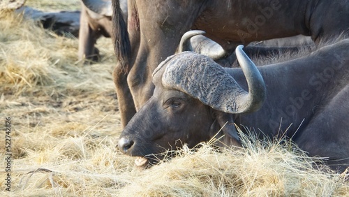 buffalo in the grass