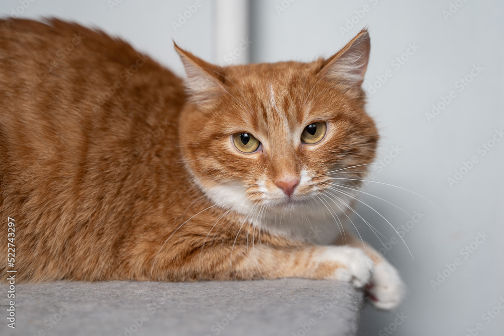Portrait of a beautiful cat close up