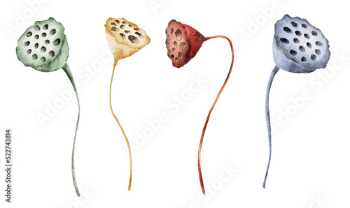 watercolor lotus seed heads and leaves hand drawn collection Floral illustration