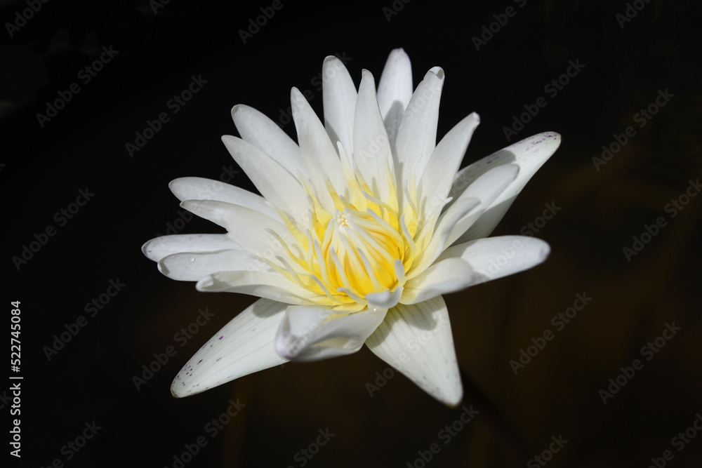 white waterlily blooming in the pond with sunlight white waterlily blooming in the pond with sunlight
