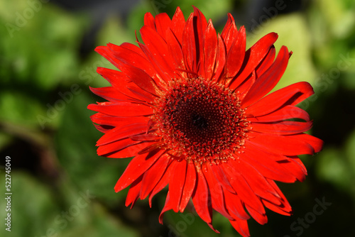 red Gerbera flower is blooming in garden with sunlight in the morning .close up