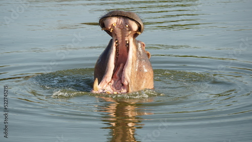Photo hippopotamus in water