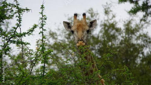 Canvas Print giraffe in the wild
