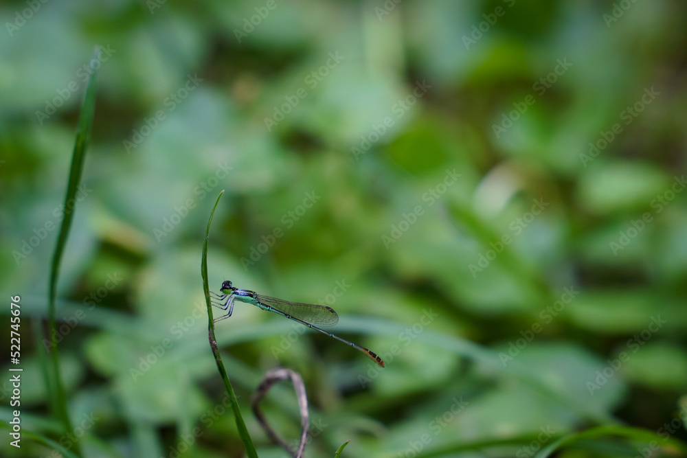 A little dragonfly is sitting on a twig in close-up.Macro shots of a dragonfly. A little dragonfly is sitting on a twig in close-up.Macro shots of a dragonfly.