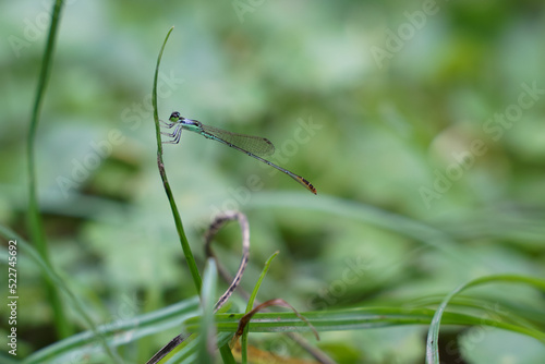 A little dragonfly is sitting on a twig in close-up.Macro shots of a dragonfly. © Adisak