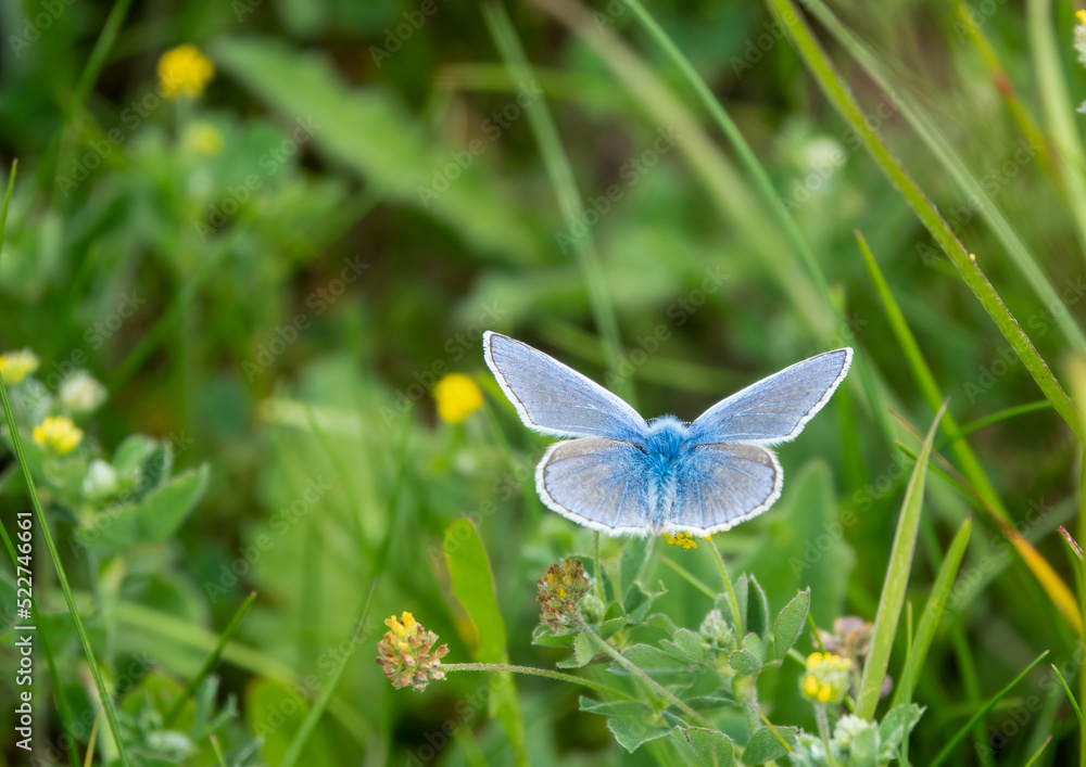 closeup of a common blue butterfly (Polyommatus icarus) closeup of a common blue butterfly (Polyommatus icarus)
