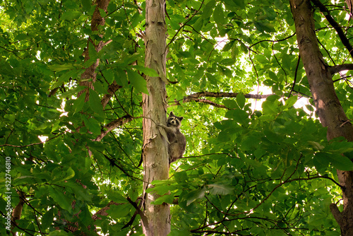 A Young raccoon climbs a tree to get to safety. Raccoon in the wild in Windsor in Upstate NY