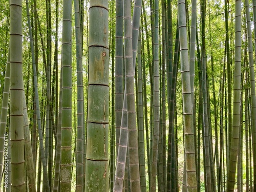 竹林の背景