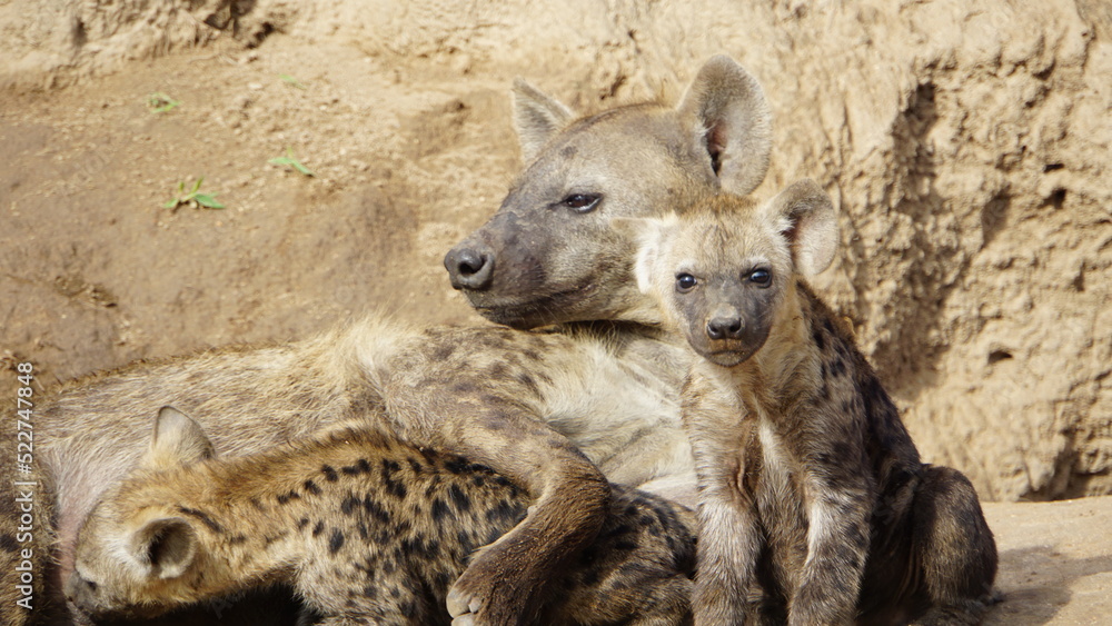 spotted hyena cub and mother