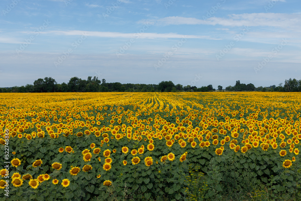 Field of ripe sunflowers in summer against the blue sky