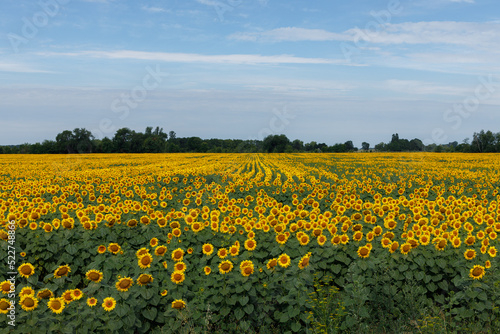 Field of ripe sunflowers in summer against the blue sky © Ihor