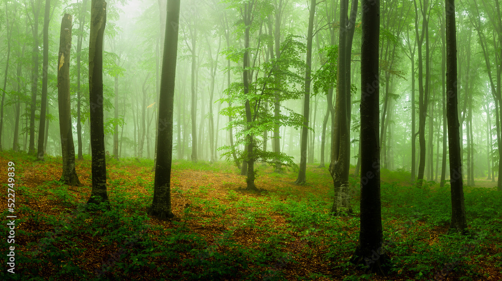Fototapeta premium Foggy forest during calm autumn day. Beautiful light in the forest