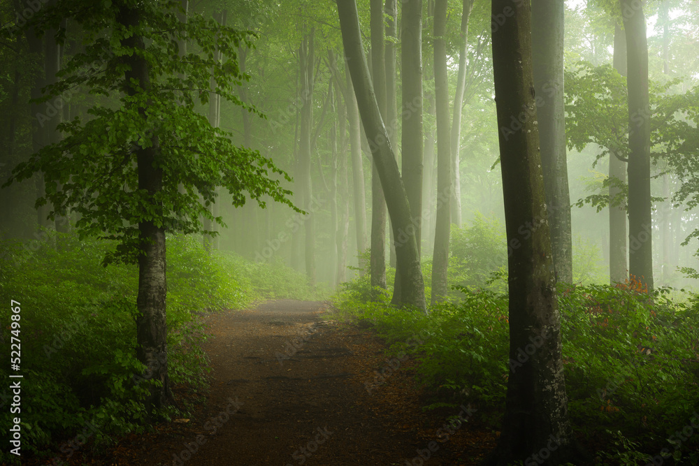 Obraz premium Foggy forest during calm autumn day. Beautiful light in the forest