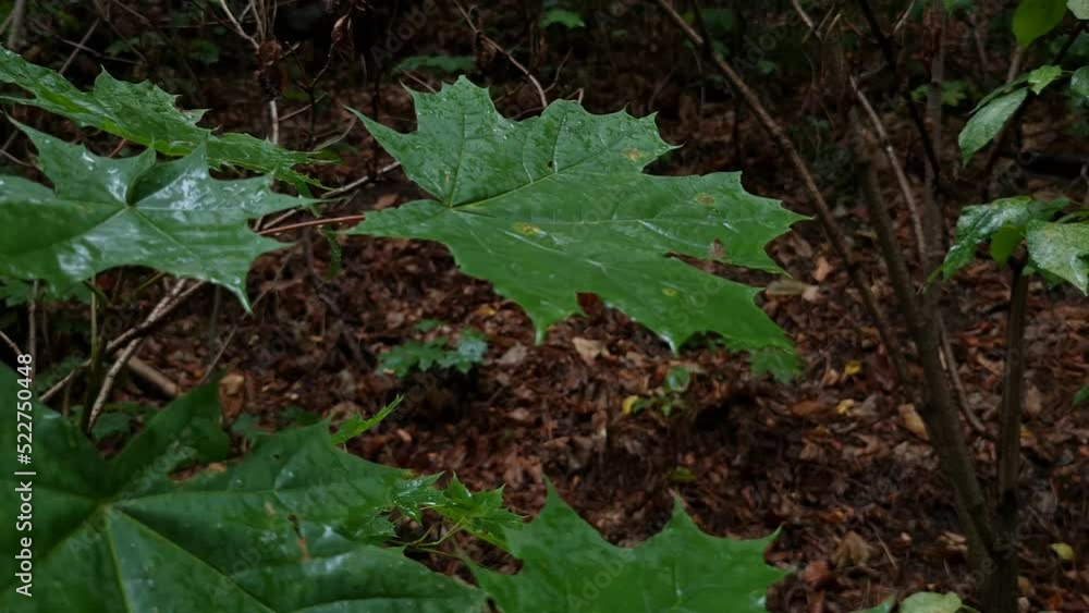 Raindrops falling on green leaves inside a forest. Camera moves from left to right Raindrops falling on green leaves inside a forest. Camera moves from left to right