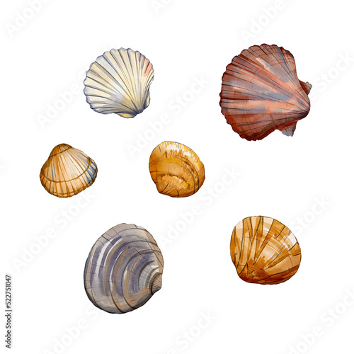 collection of seashells