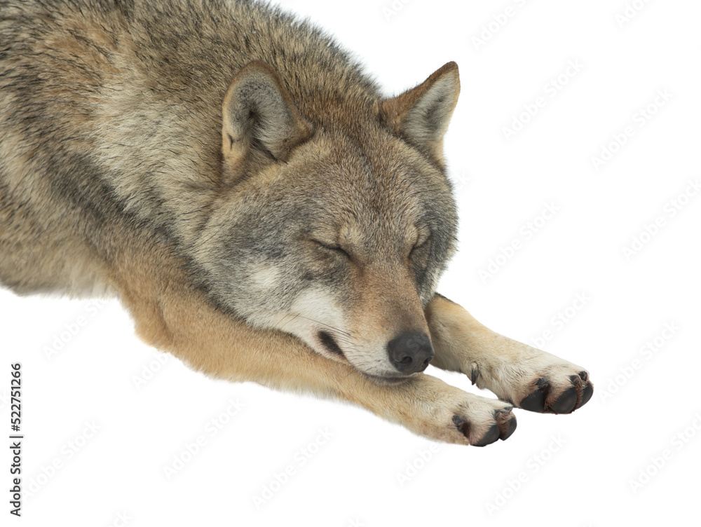 sleeping Gray Wolf on snow isolated on white background