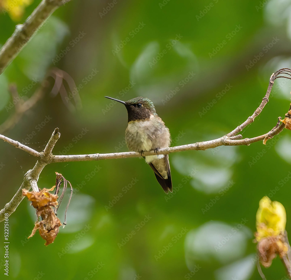 Obraz premium Male Ruby-throated hummingbird