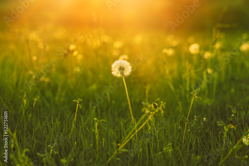 Fluffy dandelion in the evening sun.High quality photo. © Munka