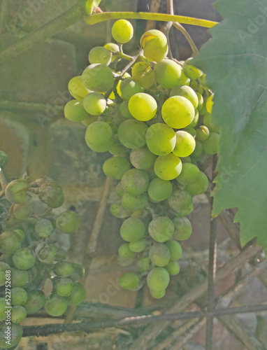 bunch of ripe grapes in the garden
