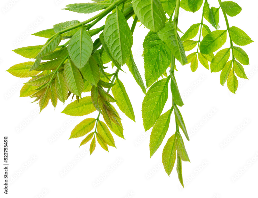 Green leaves isolated on white background. spring foliage. Elderberry isolated on white background. Green leaves isolated on white background. spring foliage. Elderberry isolated on white background.