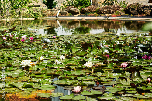 Fotografia Small water lily pond with a dense carpet of water lilies in foreground and out