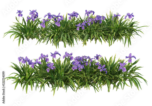 Tropical plants on a transparent background