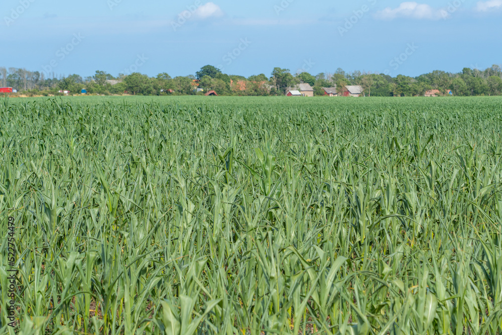 Fototapeta premium Field of corn