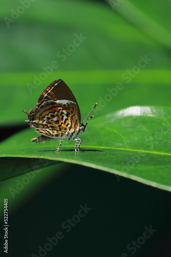 monkey puzzle butterfly (rathinda amor) sitting on a leaf, tropical rainforest in india photo