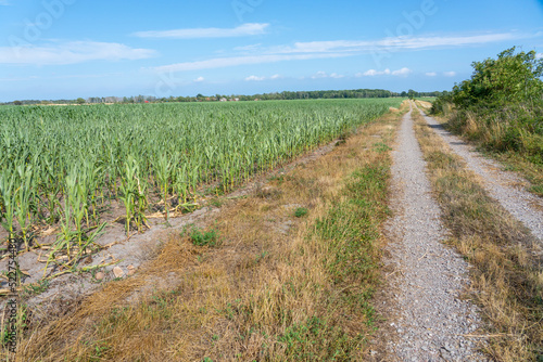 Path through the corn field