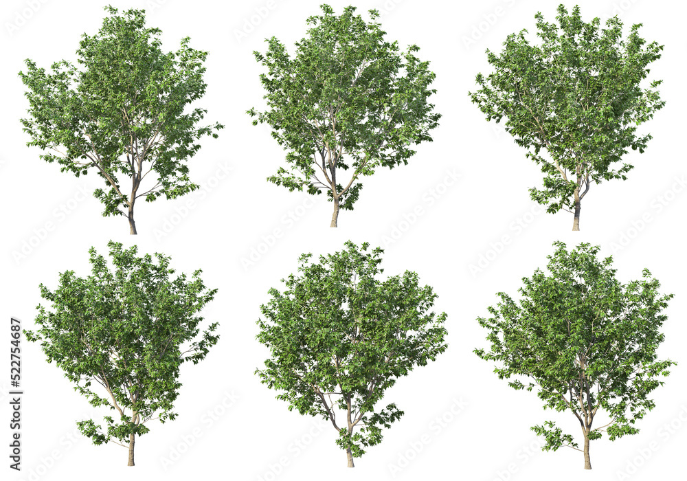 Tree on transparent background Tree on transparent background