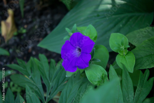 purple flower in the garden