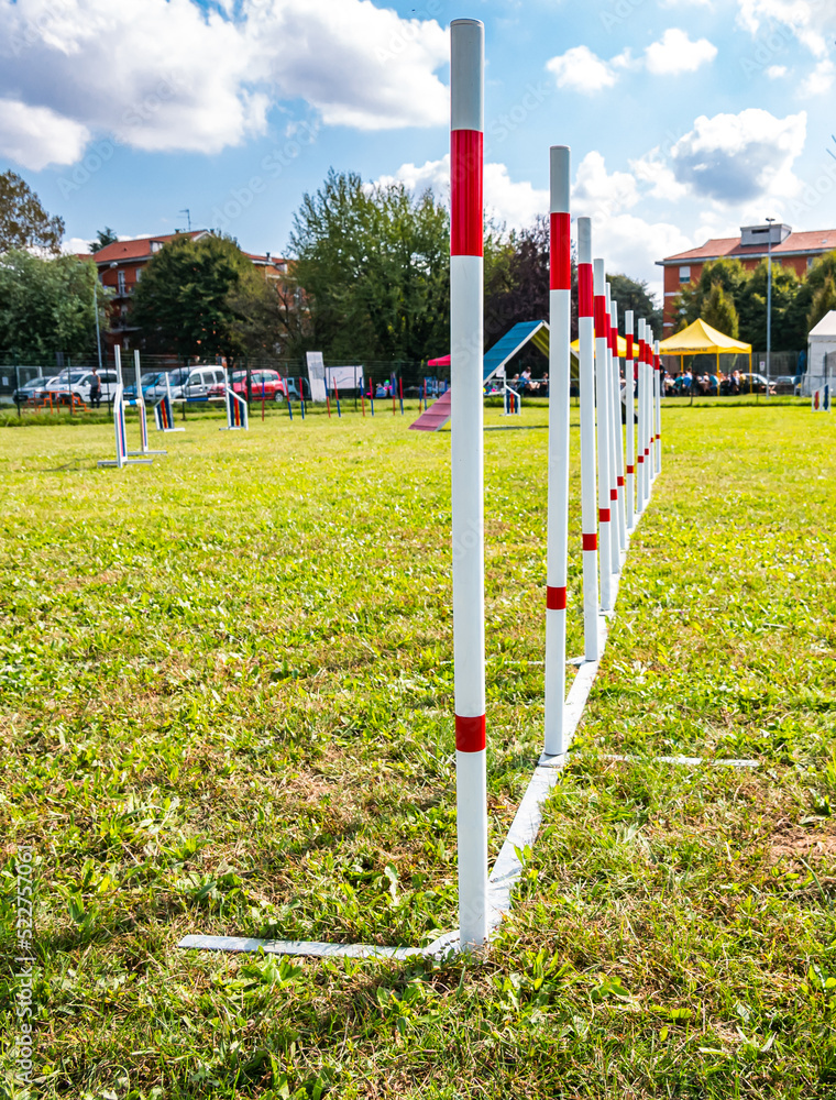 Fototapeta premium Area equipped for dog training. Dog training in a fenced area..Obstacle courses with tunnels, steep ramp, slides, poles and high jump.